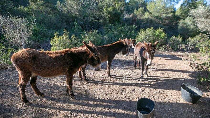 Burros que recuperan el paisaje, en imágenes