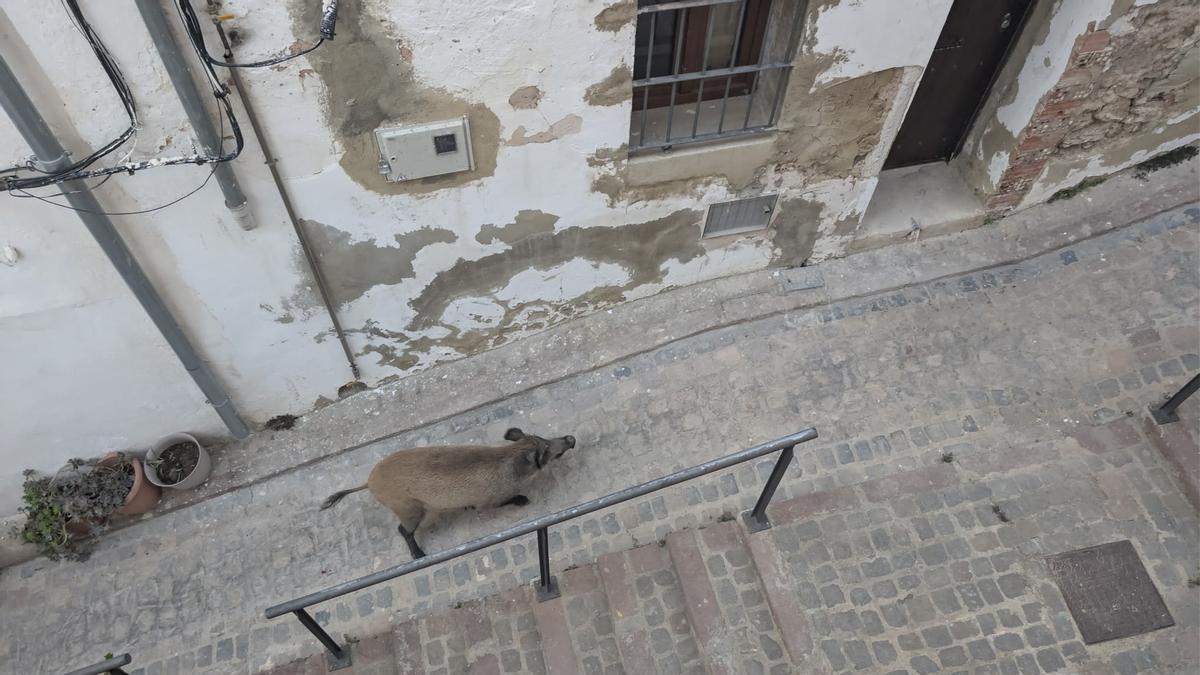 Un jabalí por las calles de Ciutat Vella.