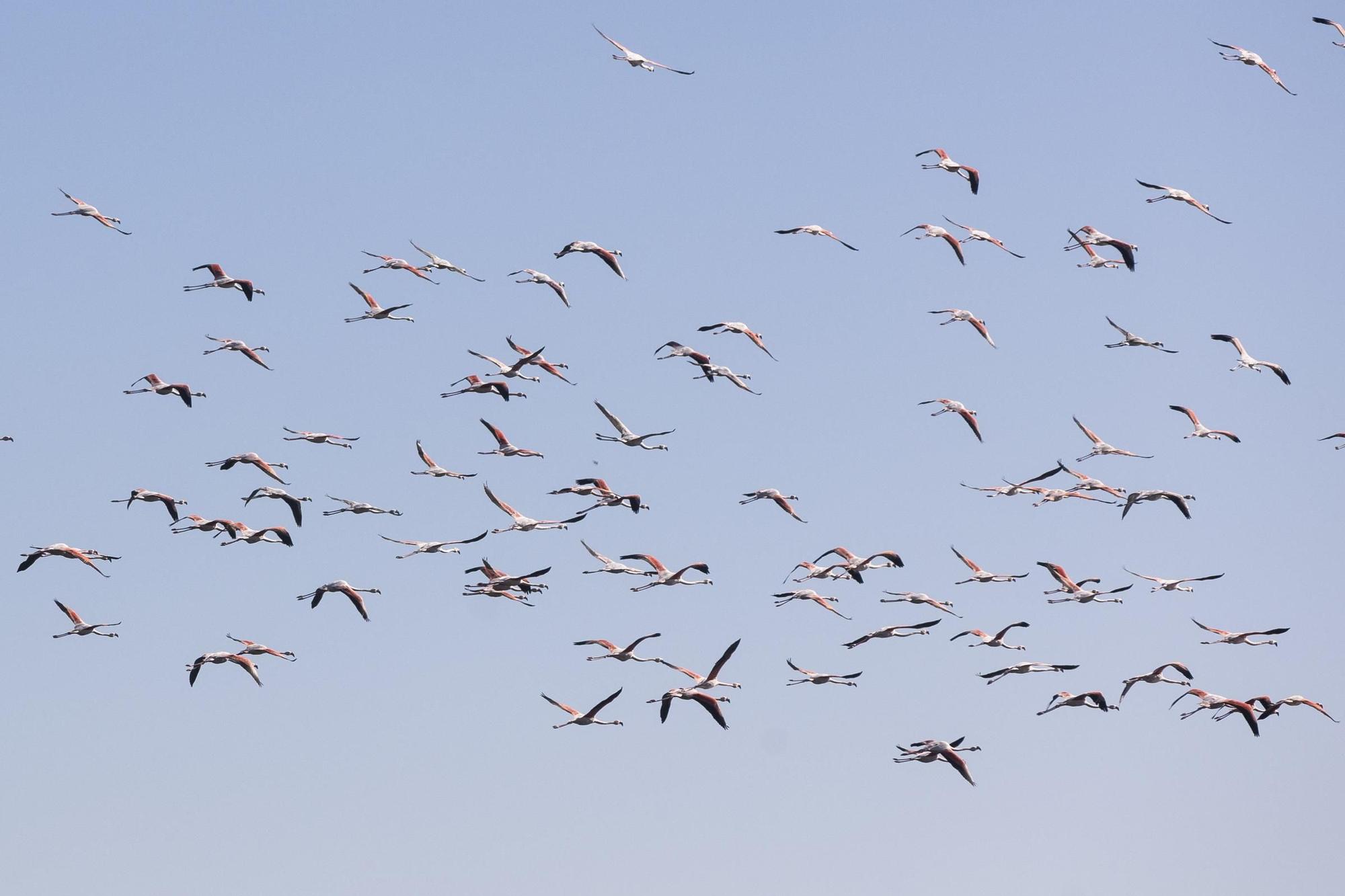 Los flamencos toman l'Albufera y preocupan a los arroceros