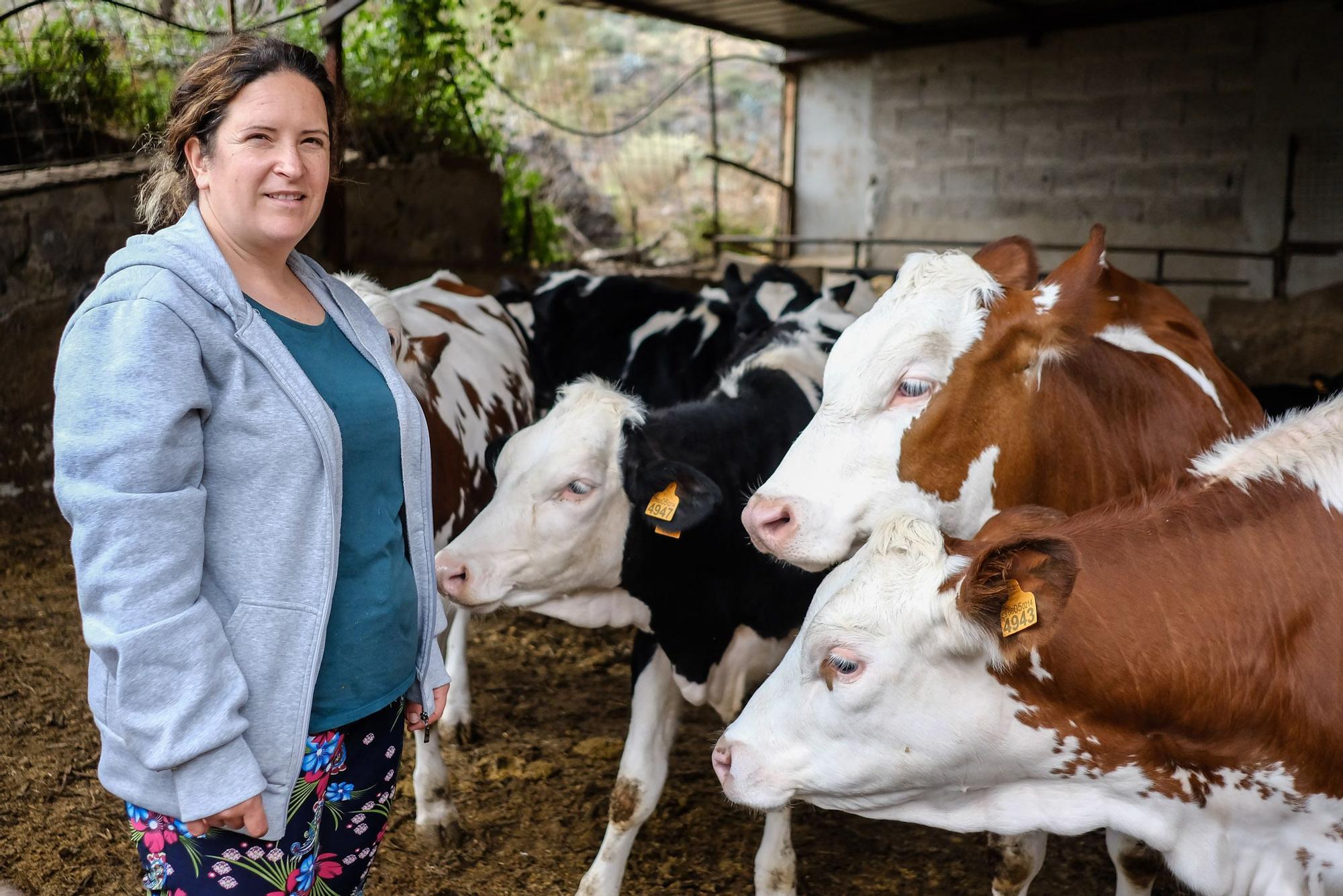 Judith González, ganadera de Valsequillo con casi un centenar de vacas