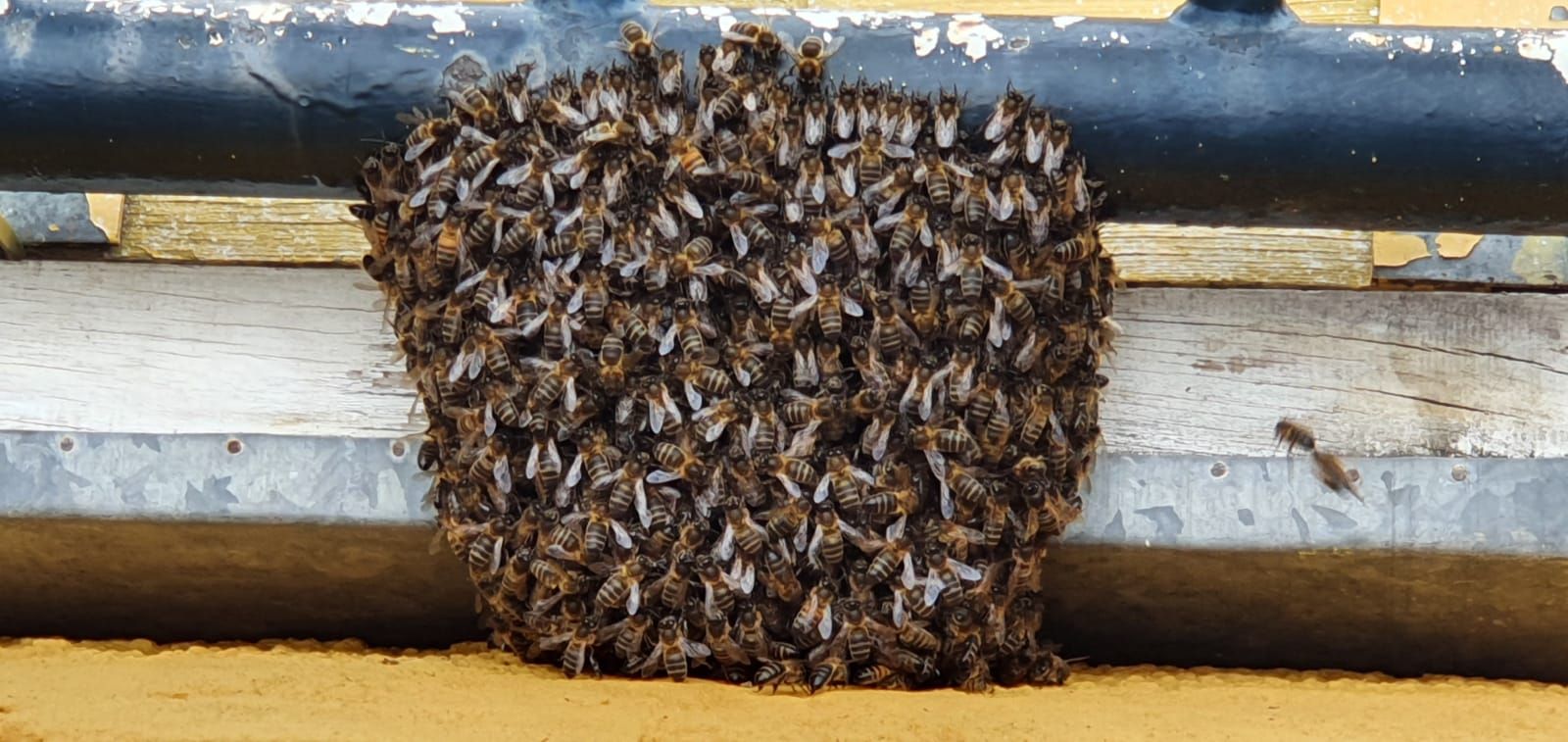 Un enjambre de abejas negras 'toma' la cancha de un colegio de Santa Brígida
