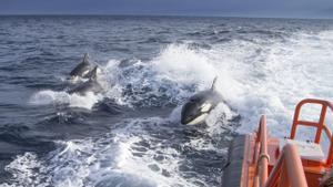 Orcas tras una lancha de Salvamento Marítimo.