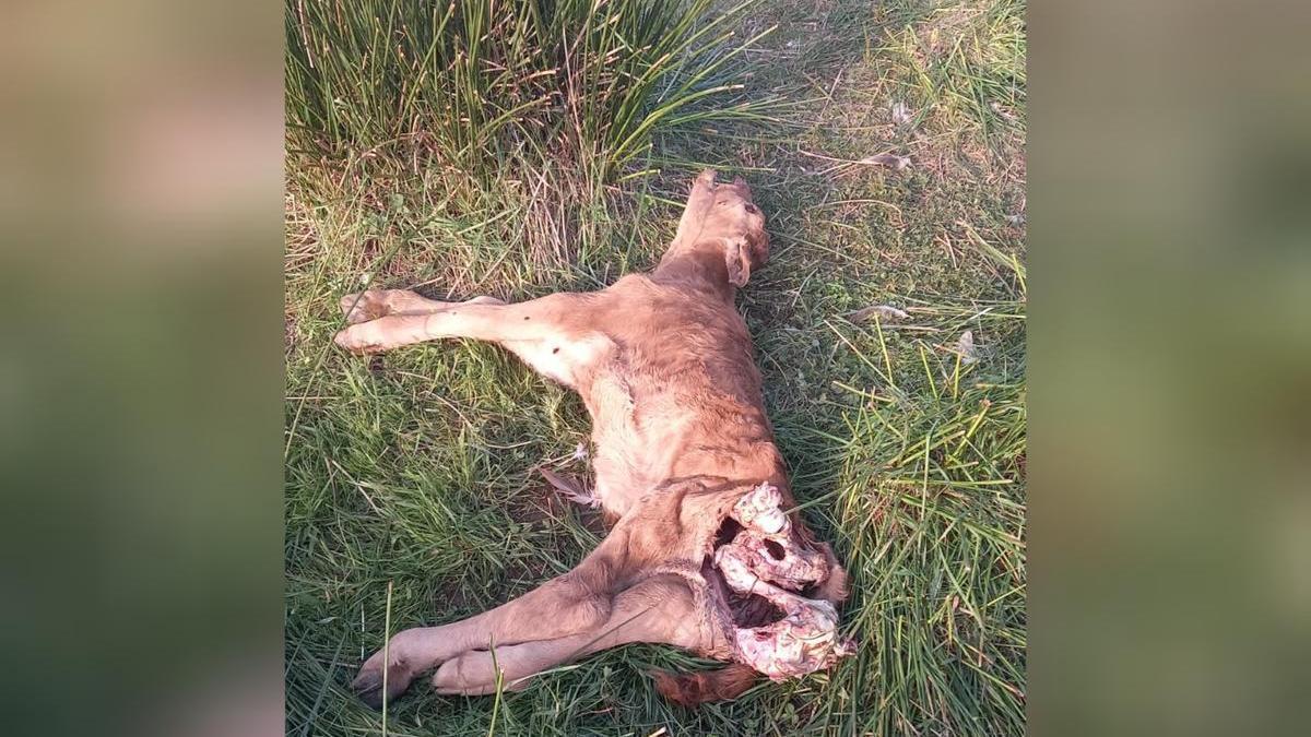 Cadáver del ternero tras sufrir el ataque de una manada de buitres.