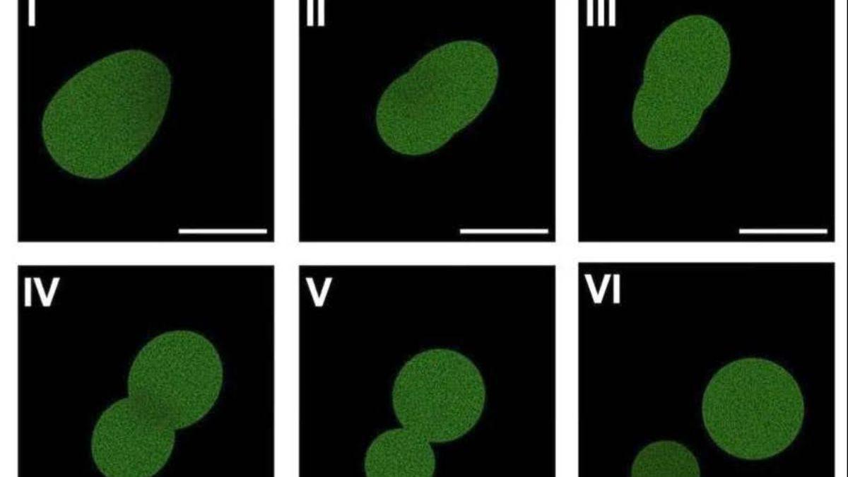 INGENIERÍA BIOLÓGICA / Diseñan una célula sintética que puede crecer y reproducirse