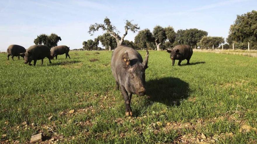 Varios cerdos se alimentan de hierba en pleno campo.