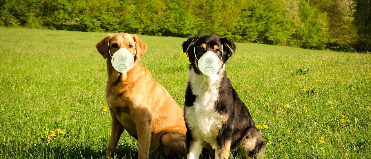 Perros con mascarilla.