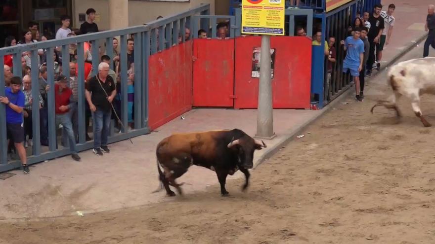 Cogida doble en Vila-real: el toro cornea a dos aficionados en una misma arrancada, uno de gravedad