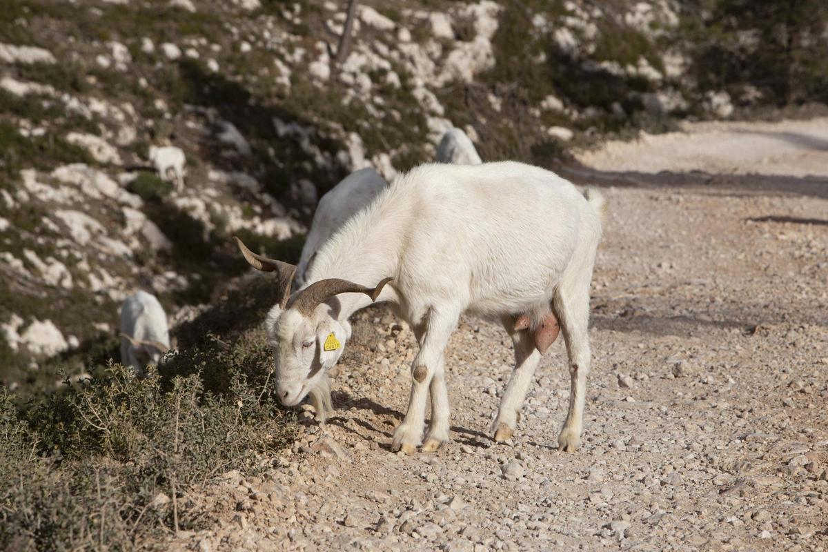 Cabras pasturando y limpiando el monte de Vallada.