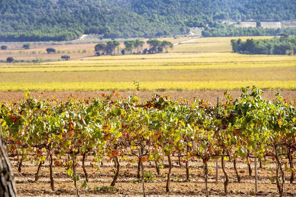 Cooperativa La Viña cuenta actualmente con más de 2.500 hectáreas de viñedo.