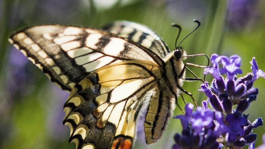 Mariposa en una flor de lavanda utilizada para la medicina natural