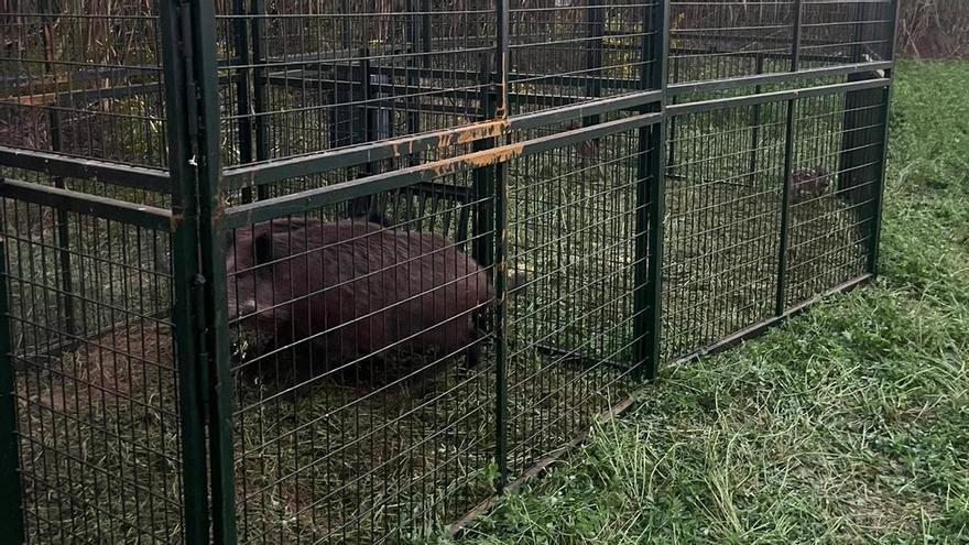 Peñíscola captura 60 jabalís en solo dos meses con dos jaulas trampa