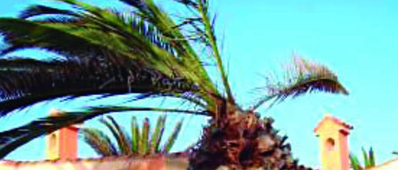 Una palmera afectada por la plaga del picudo rojo.