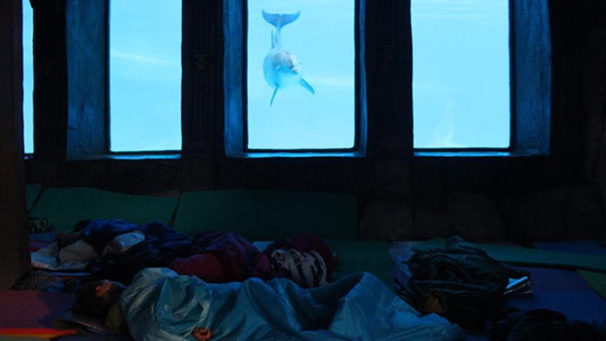 Dormir con delfines, una experiencia única