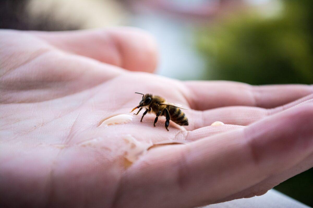 Se deben evitar las picaduras de himenópteros (abejas, avispas, abejorros).