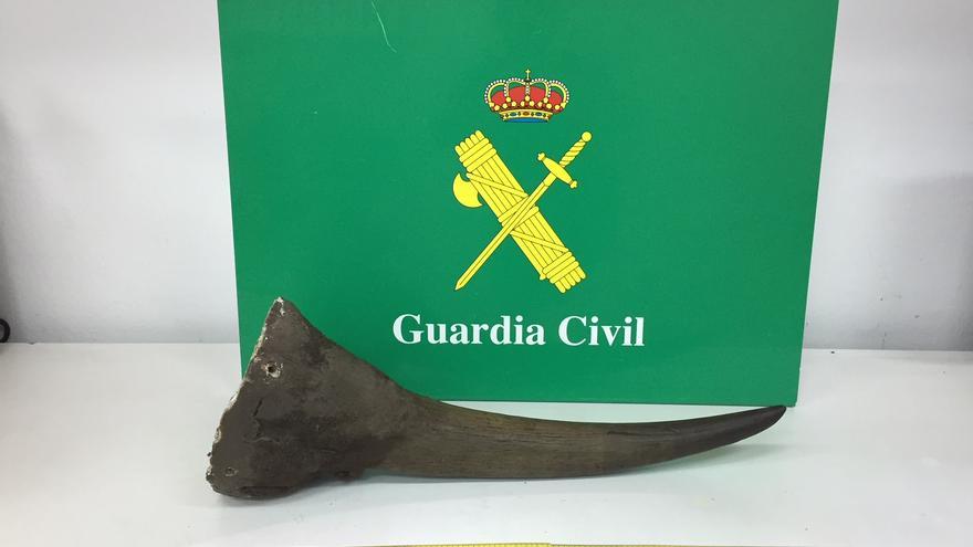 Condena de dos años y medio por robar un cuerno de rinoceronte en Bunyola