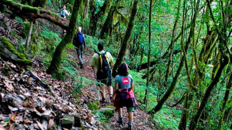 Sendero forestal en La Gomera.