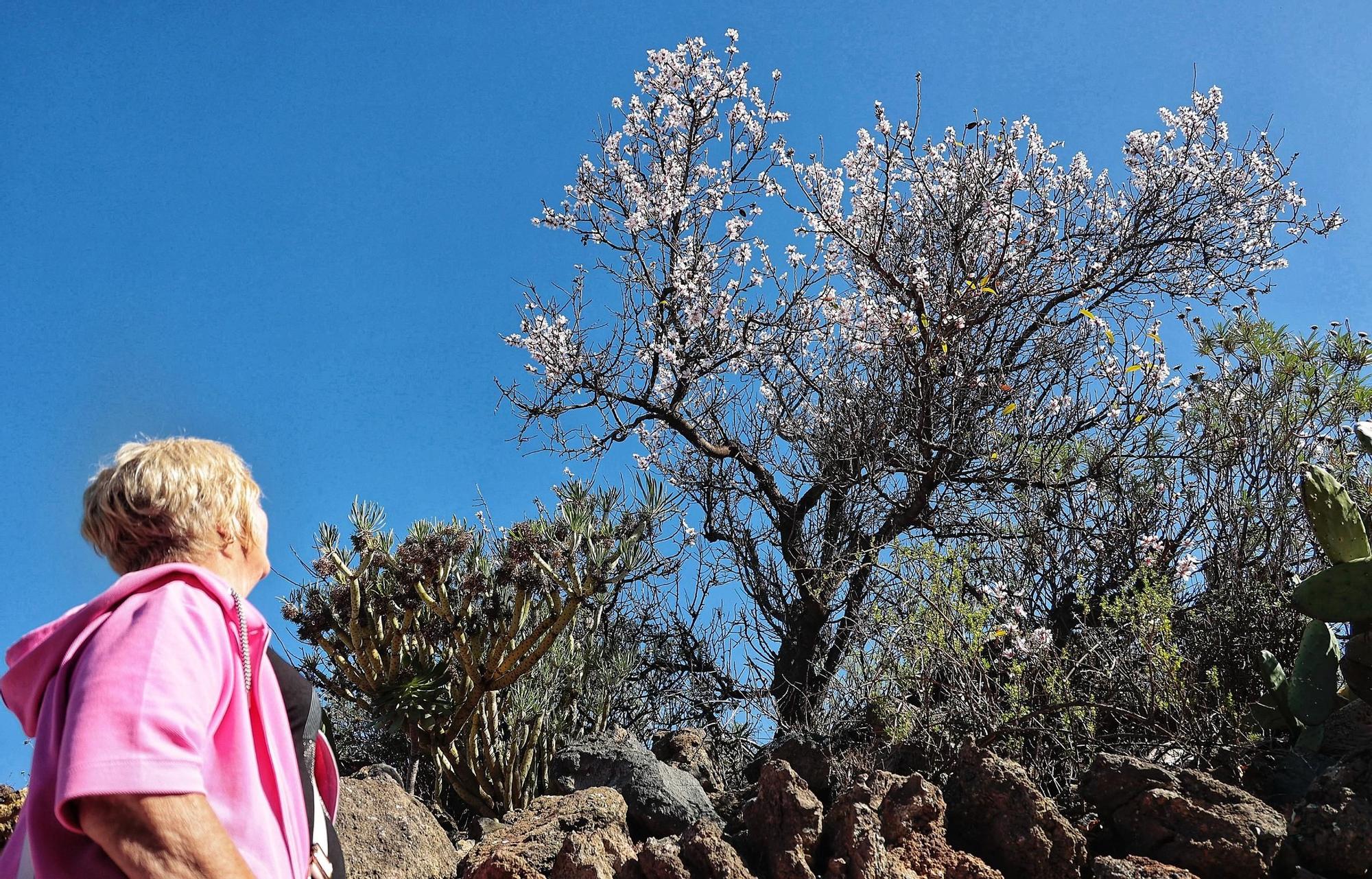 Pateos para ver el almendro en flor