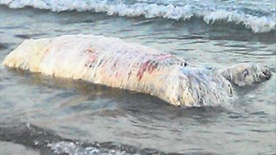 HALLAN UN ANIMAL MARINO EN LA PLAYA DE BENICÀSSIM