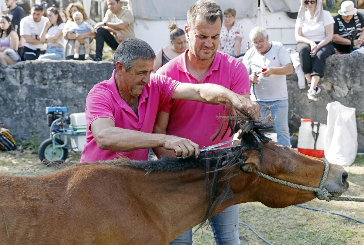 El curro de Mougás reúne a 550 caballos