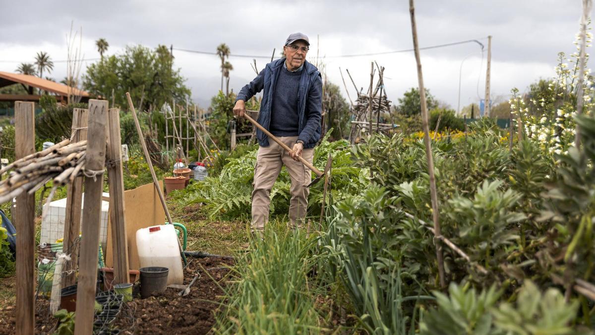 Julio Vázquez posa para este diario en su parcela en el huerto de ASIMA.
