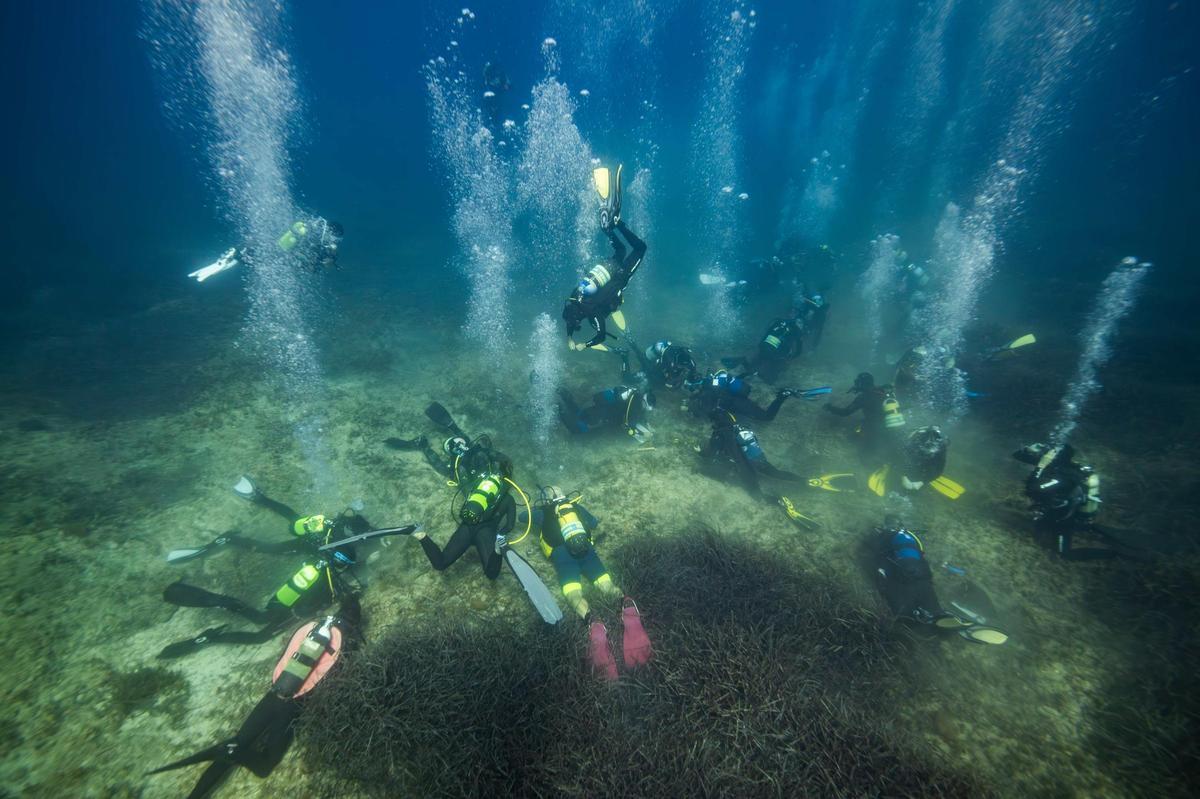 Galería: Un jardín submarino de posidonia de ses Salines Galería: Un jardín submarino de posidonia de ses Salines