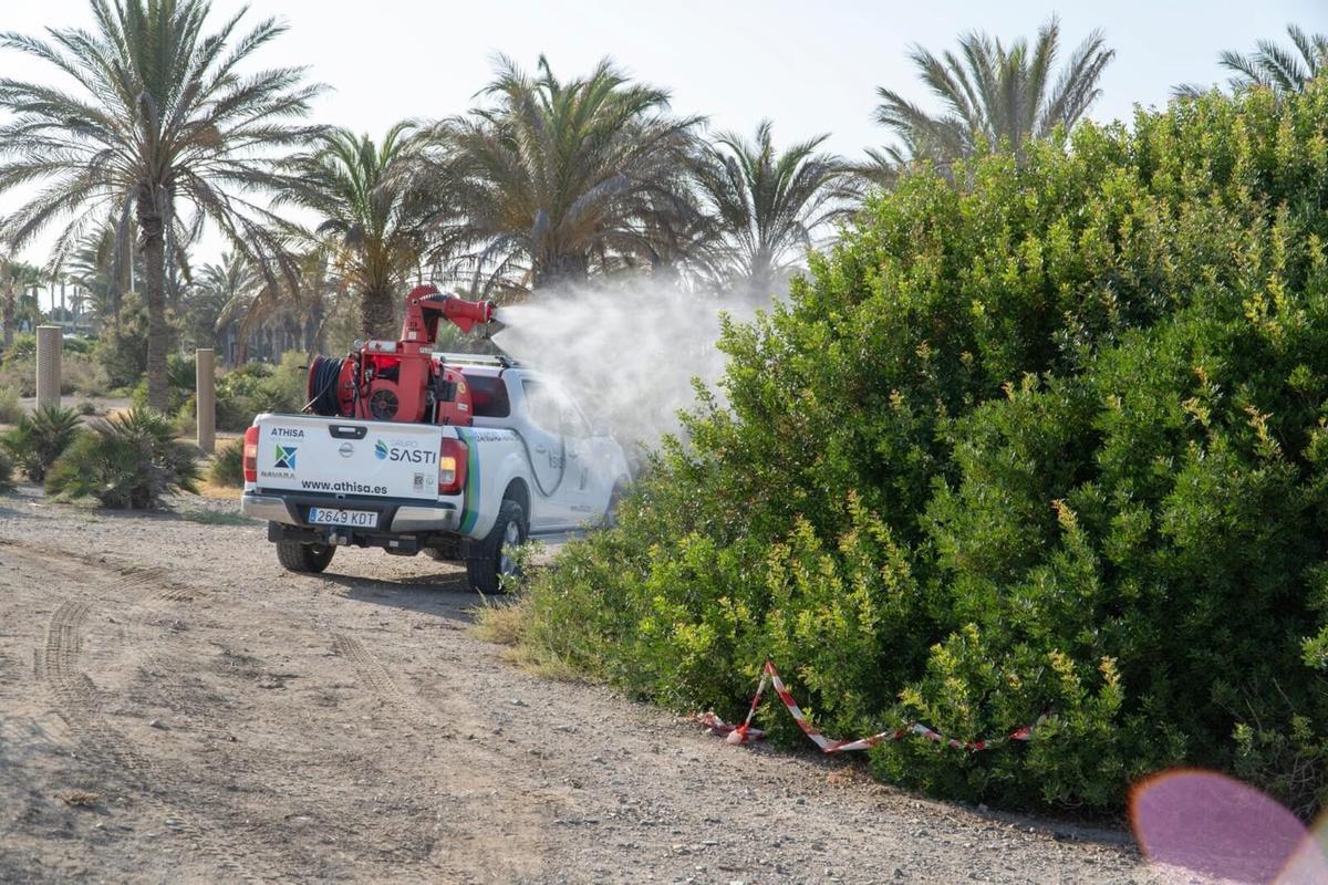 25/07/2025 Un vehículo realiza labores de fumigación en zonas verdes de Almería dentro del plan de control del mosquito transmisor de la fiebre del Nilo Occidental.. El Programa de Vigilancia y Control de Vectores de la fiebre por el virus del Nilo Occidental (VNO) de la Junta de Andalucía ha descartado hasta el momento casos en humanos en la provincia de Almería, tras analizar en laboratorio a 216 personas, todas con resultado negativo. SALUD AYUNTAMIENTO DE ALMERÍA