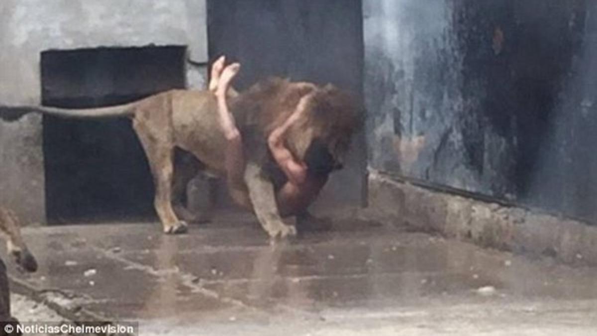Un joven se intenta suicidar arrojándose a la jaula de los leones en un zoo  - Diario Córdoba