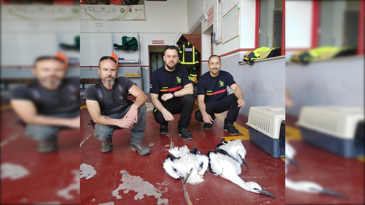 Bomberos de Zafra rescatan tres cigoñinos de un nido en mal estado.