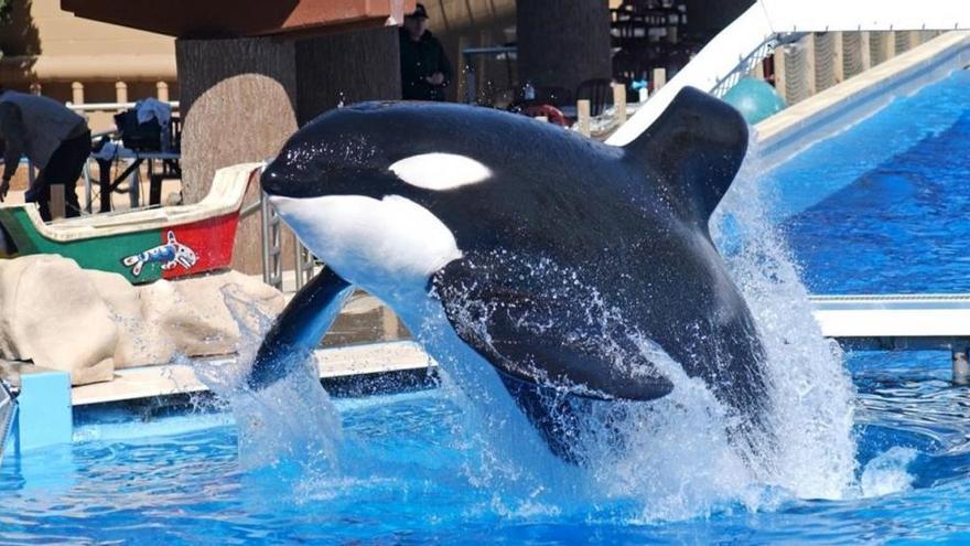 SeaWorld dejará de criar orcas en cautividad