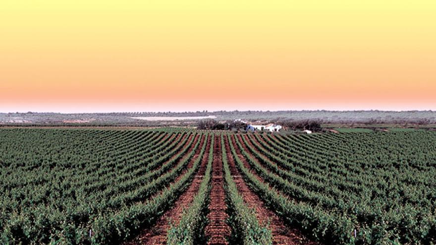 Panorámica de la finca Hoya de Cadenas, propiedad de bodegas Vicente Gandia