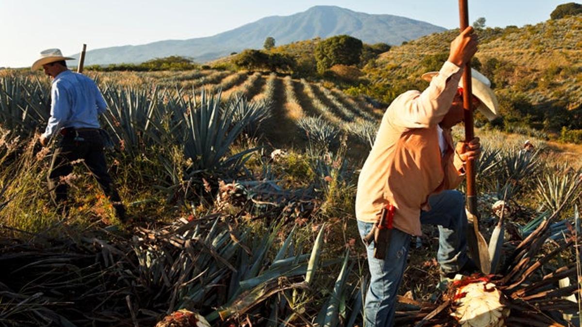 trabajadores del tequila