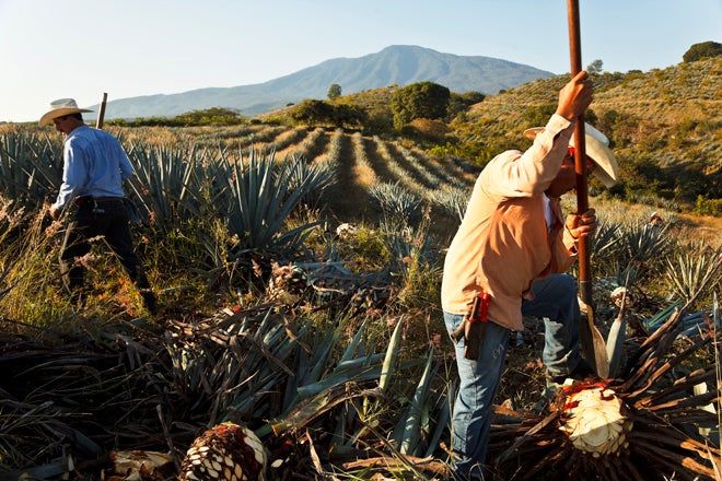 trabajadores del tequila