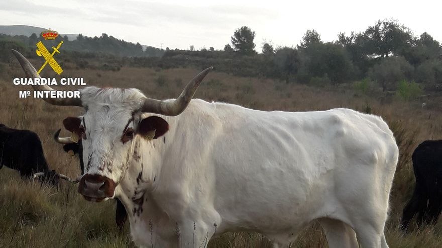 Hallan 15 reses bravas desnutridas y 6 más muertas en una finca de Alcalà de Xivert