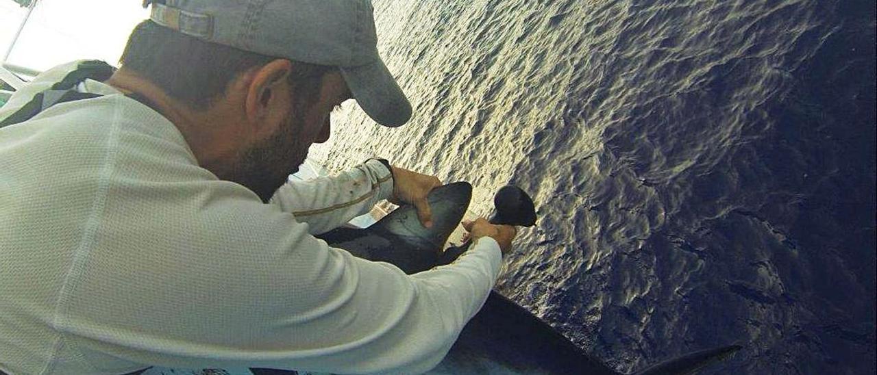 Gonzalo Mucientes, durante el marcaje de un ejemplar de tiburón azul en el Atlántico