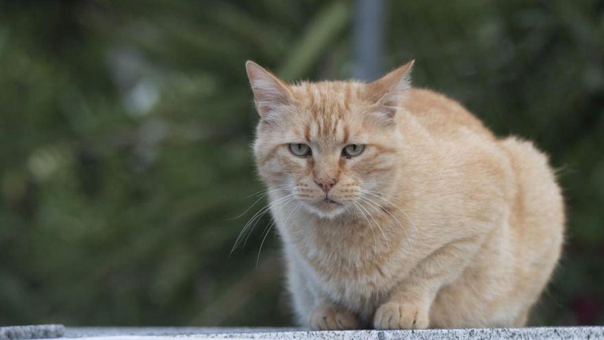 Superpoblació de gats ferals, a Roses