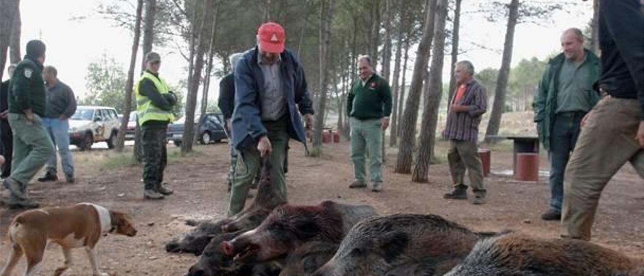 Cuatro cercos en el Desert se saldan con 120 jabalíes abatidos