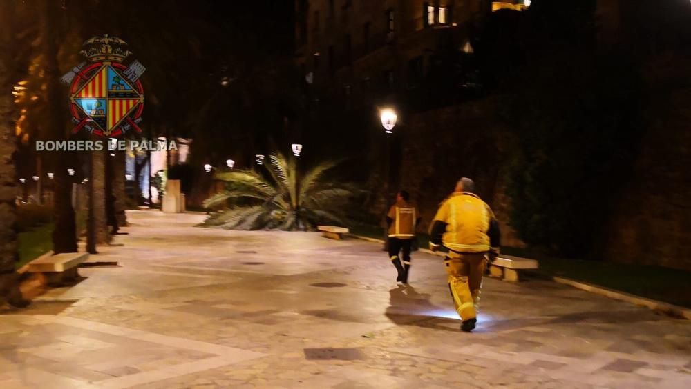 Sturm reißt sieben Palmen an Palmas Promenade um