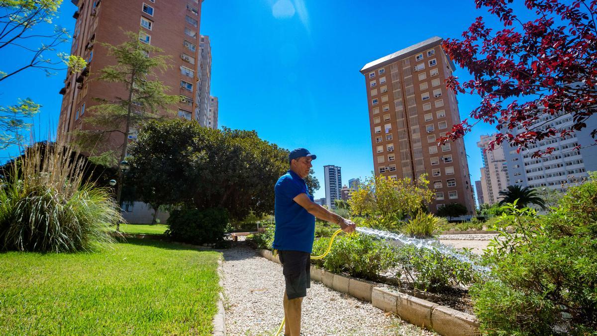 Un conserje riega el jardín de una comunidad de propietarios ubicada junto a una de las grandes avenidas de Benidorm.