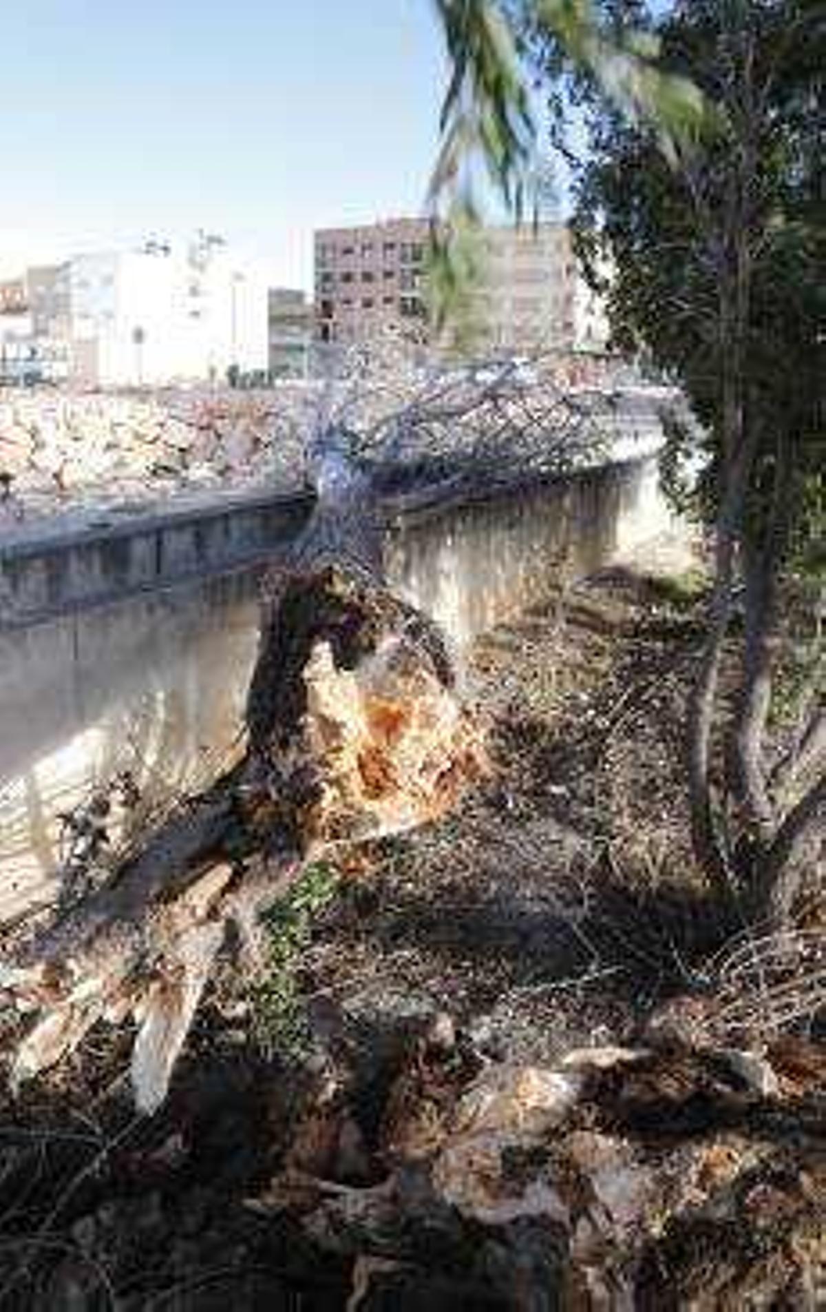 El viento derriba dos enormes torres de luz en Sollana y suspende las clases en colegios