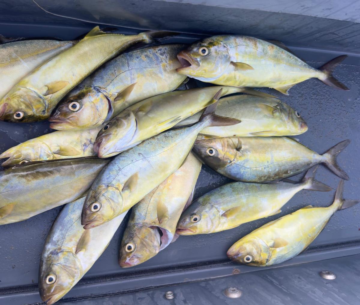 Ejemplares decomisados.