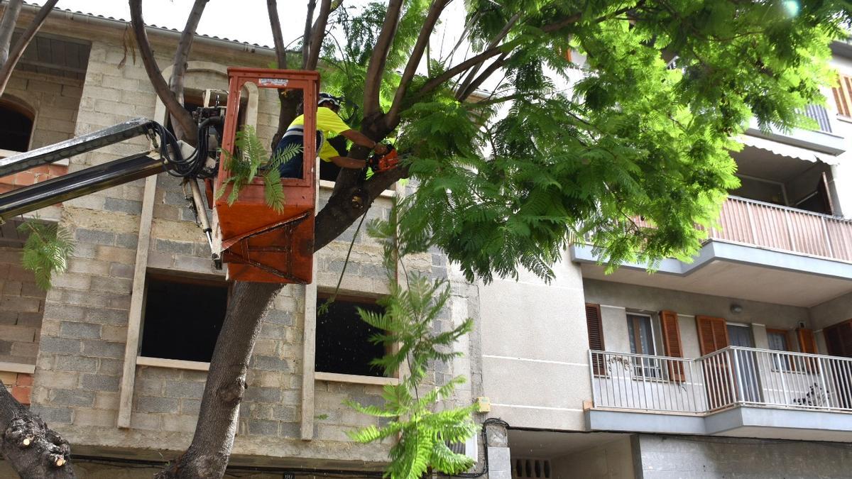 Un operario de Inca trabaja en un árbol de la ciudad.