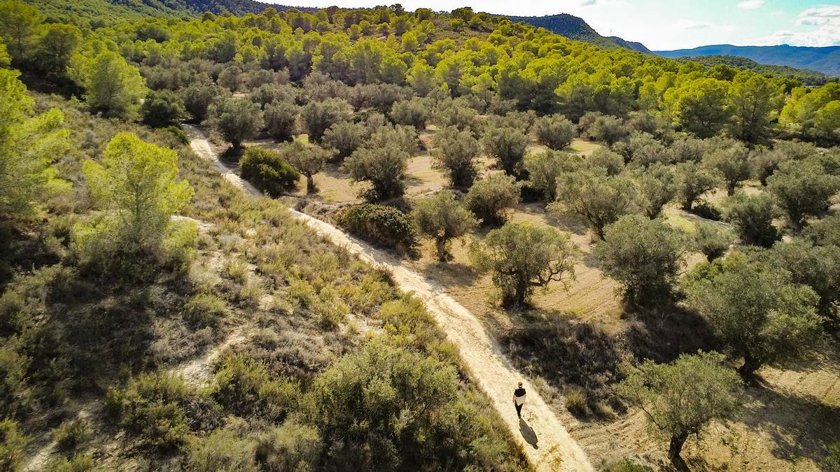Pinares y olivos de la umbría de Sierra Escalona, la zona forestal más meridional de la Comunidad Valenciana