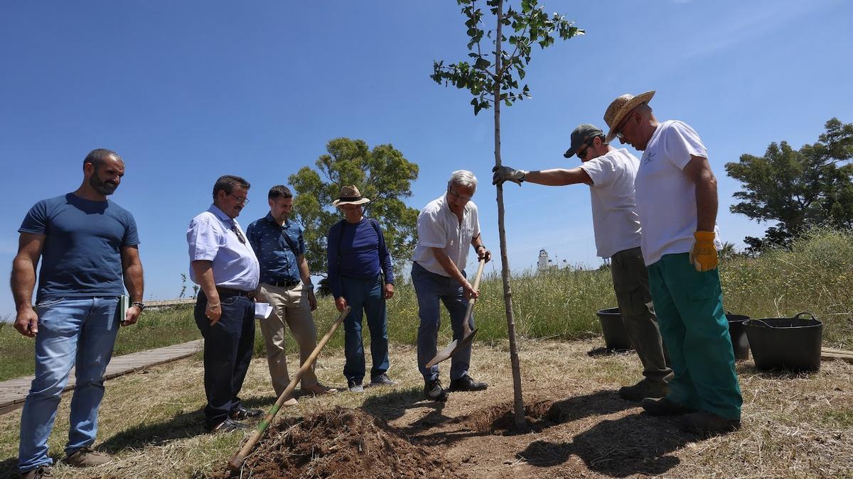 Momento en el que el alcalde planta uno de los árboles.