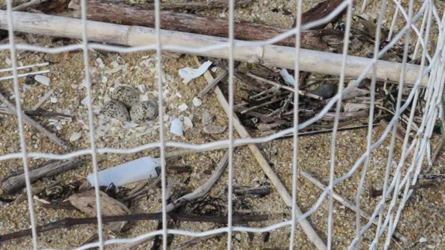 Un nido de chorlitejo patinegro protegido por uno de los &quot;jaulones&quot;.  // Muñiz