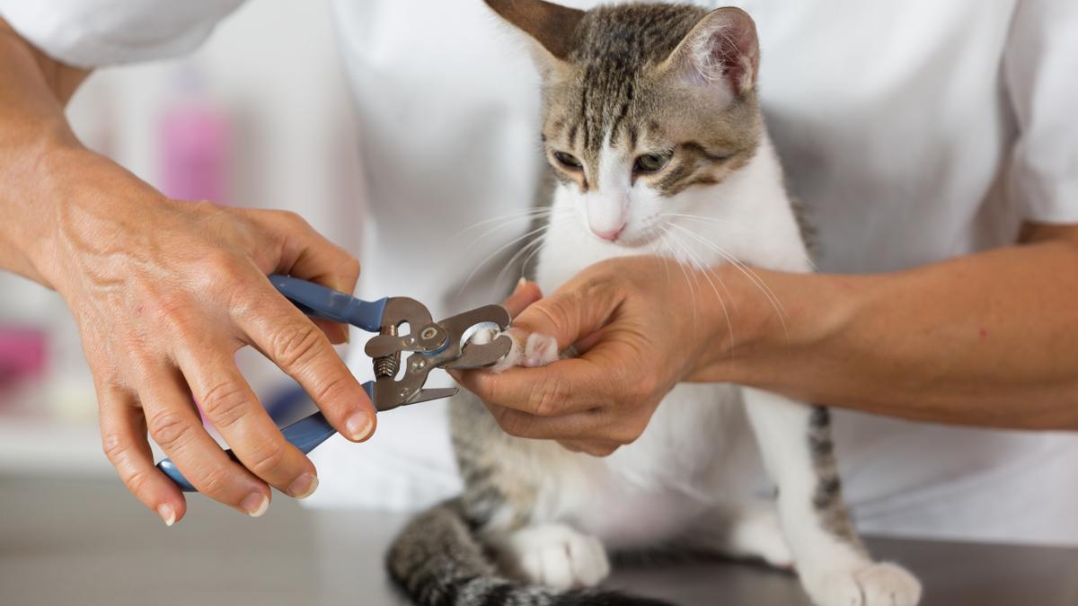 Cómo cortarle las uñas a tu gato de la mejor manera posible
