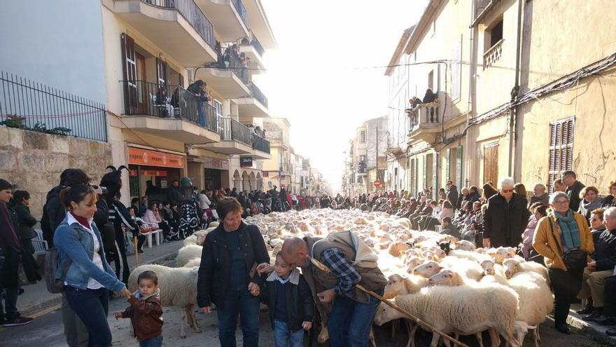El pastor Antoni 'Parragó' llevará sus 300 ovejas a las Beneïdes de Muro: "Están vacunadas desde hace tres meses"