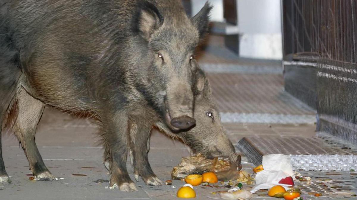 Senglars menjant deixalles. | JOSEP GARCIA