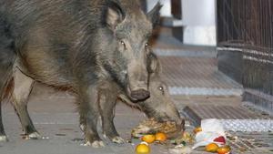 Senglars menjant deixalles. | JOSEP GARCIA