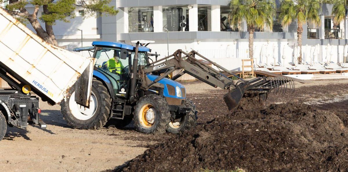 La posidonia devuelta a una de las playas de la bahía de Portmany de donde salió hace medio año.