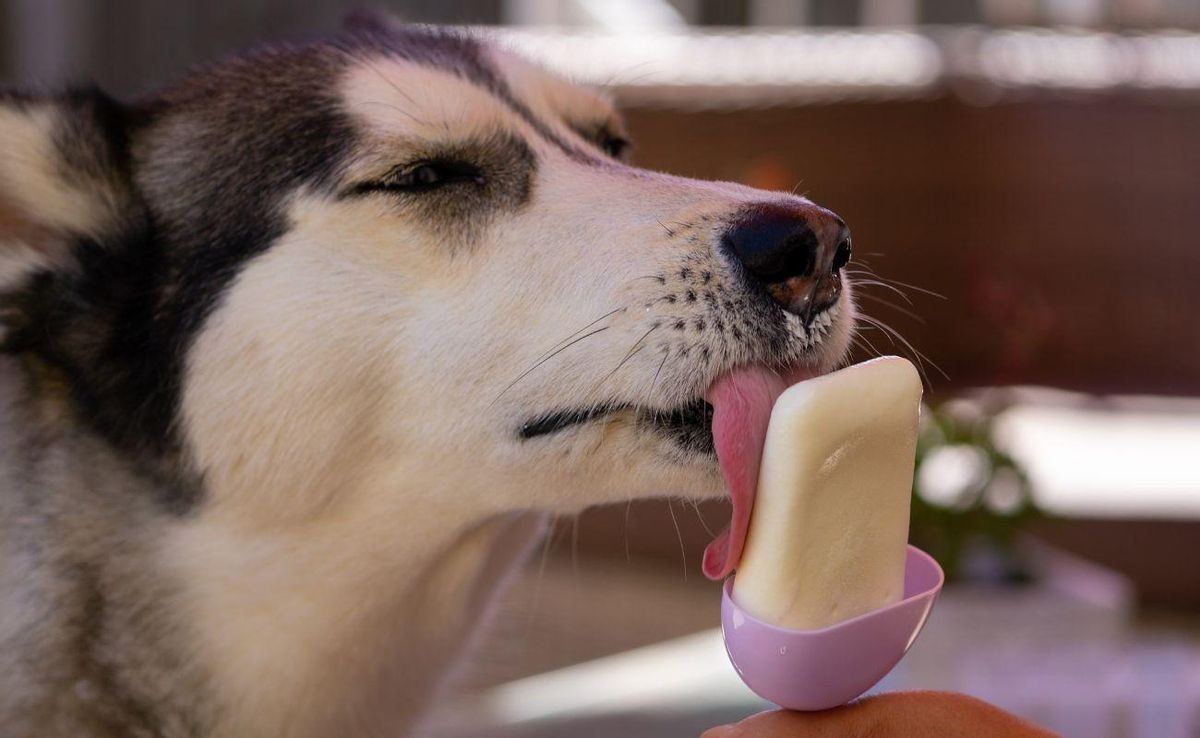 No dejes que el calor agobie a tu perro: trucos refrescantes para el verano